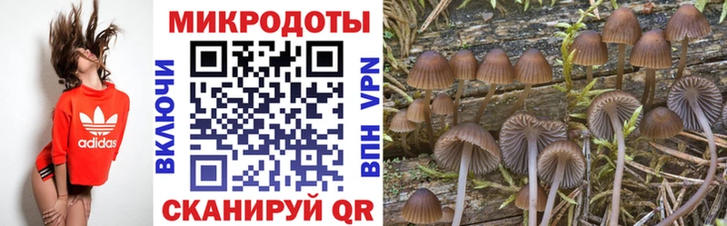 хочу   Спасск  Псилоцибиновые грибы Psilocybine cubensis 
